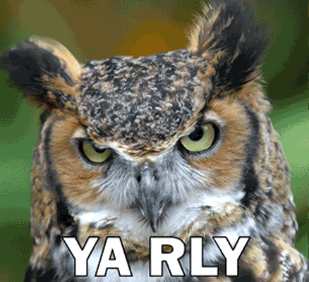 yarly-owl.gif