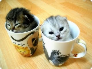Vai uma xícara de gatos aí?