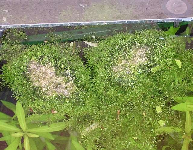 Does Flourish Excel kill Riccia ?? The Planted Tank Forum