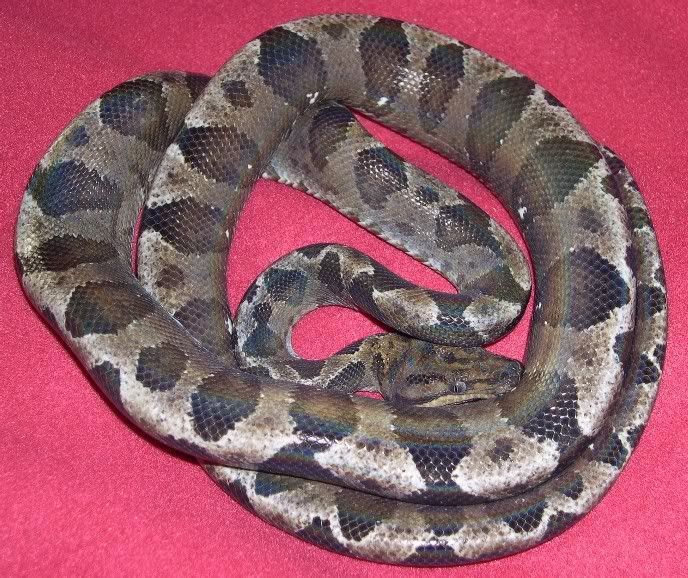 Spitfire Reptiles