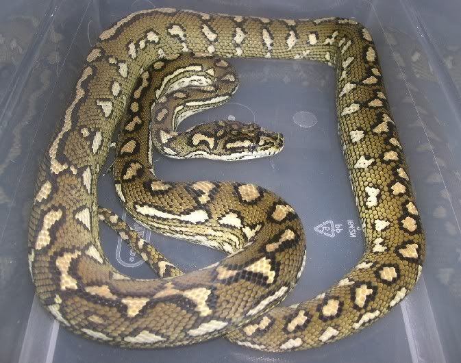 SPITFIRE REPTILES