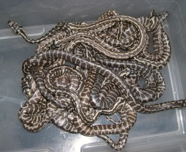 SPITFIRE REPTILES