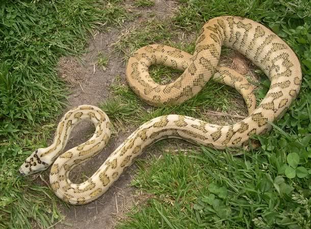 SPITFIRE REPTILES