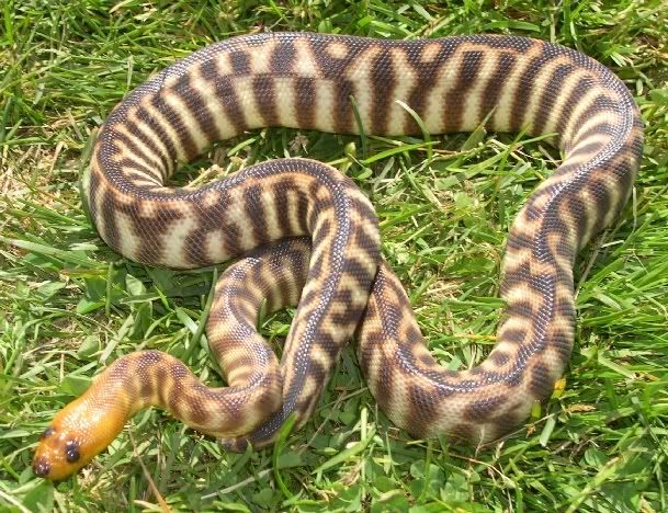 SPITFIRE REPTILES