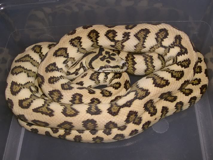 SPITFIRE REPTILES