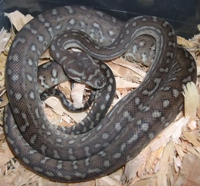 SPITFIRE REPTILES