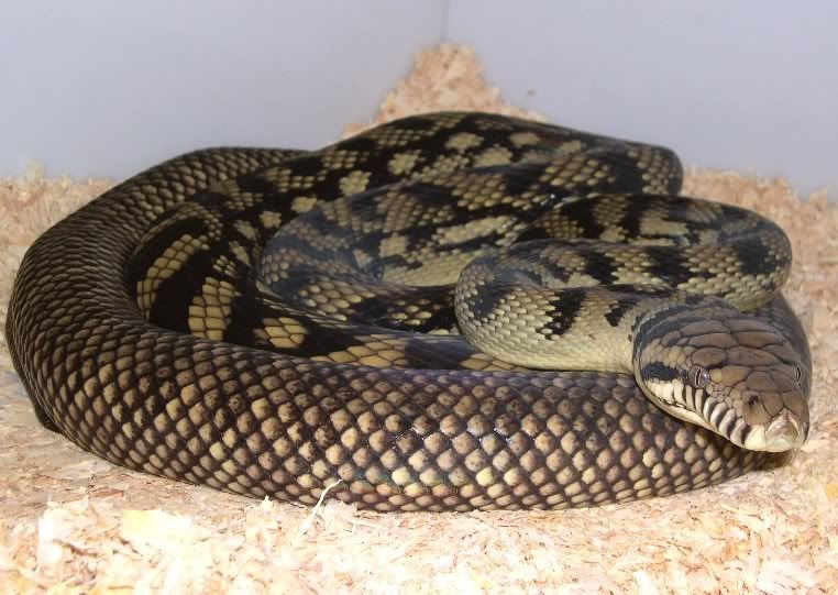 SPITFIRE REPTILES
