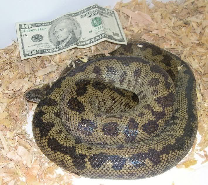 SPITFIRE REPTILES