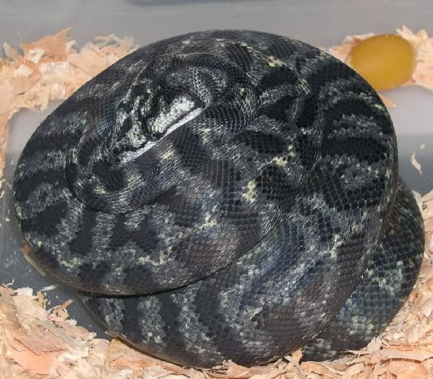 Spitfire Reptiles and the Hybrid Haven