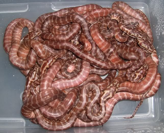 WWW.SPITFIREREPTILES.COM