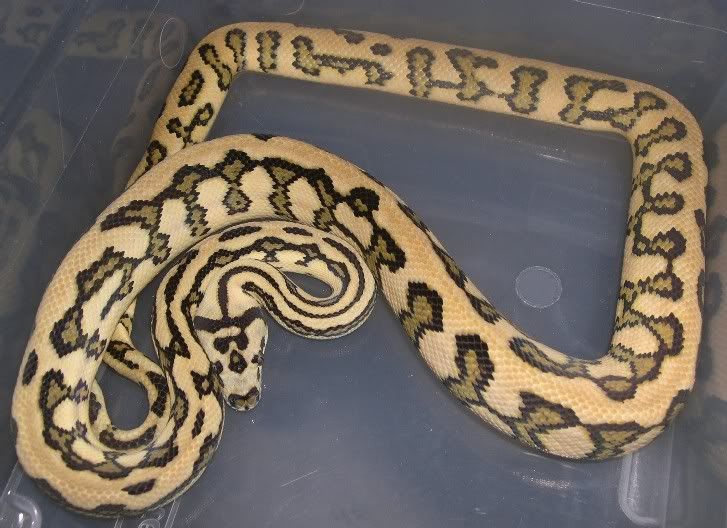 SPITFIRE REPTILES and the HYBRID HAVEN
