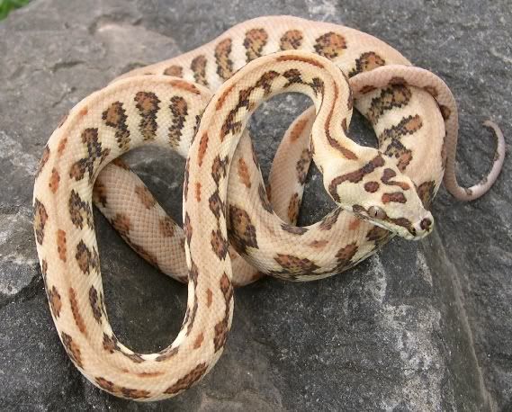 SPITFIRE REPTILES