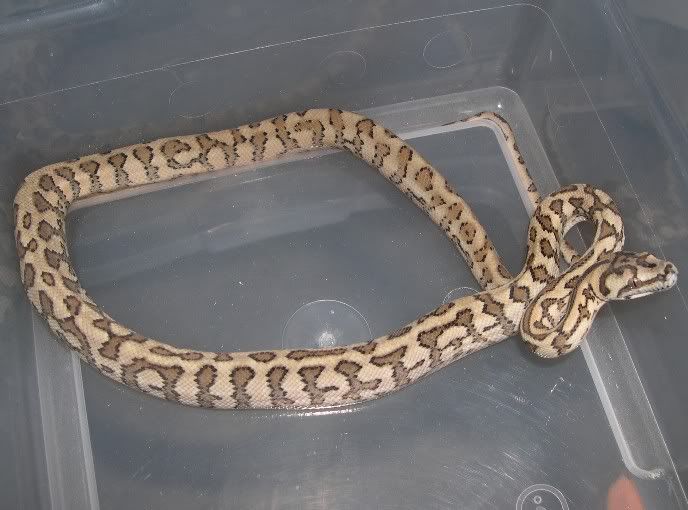 SPITFIRE REPTILES