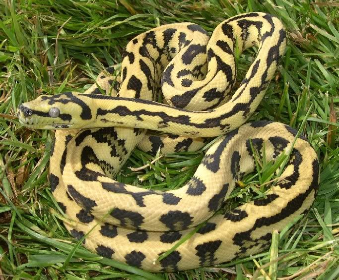 SPITFIRE REPTILES