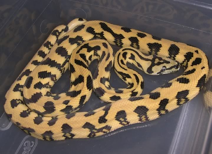 SPITFIRE REPTILES and the HYBRID HAVEN