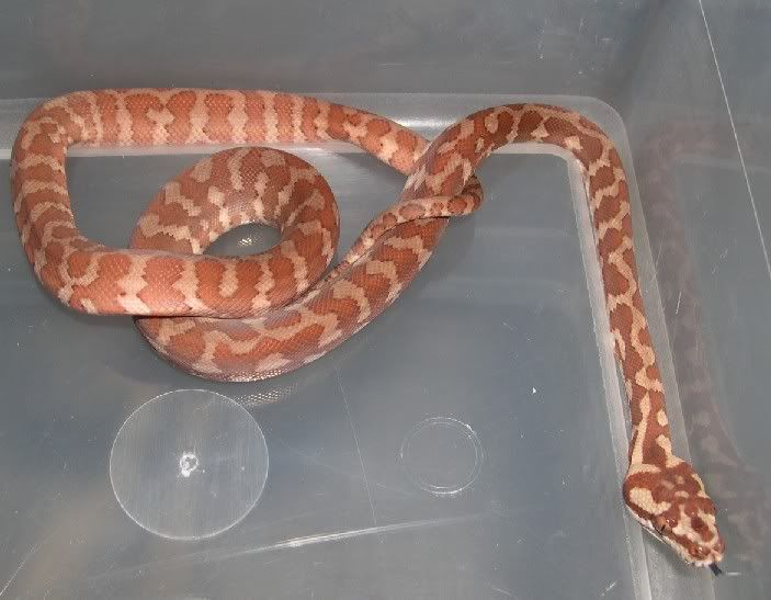www.spitfirereptiles.com