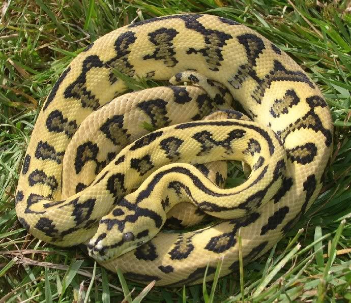 SPITFIRE REPTILES