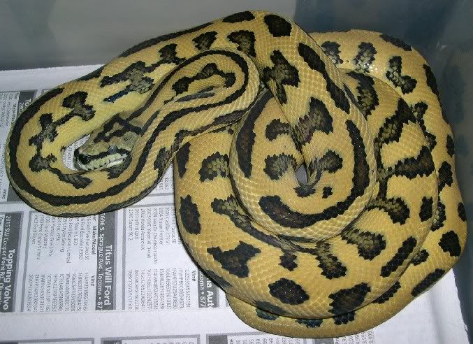 SPITFIRE REPTILES