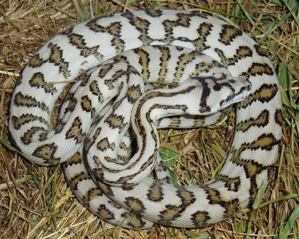 Jaguar Carpet Python. COASTAL JAGUAR CARPET PYTHON