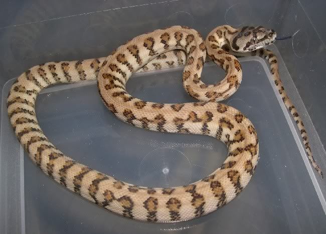 Spitfire Reptiles