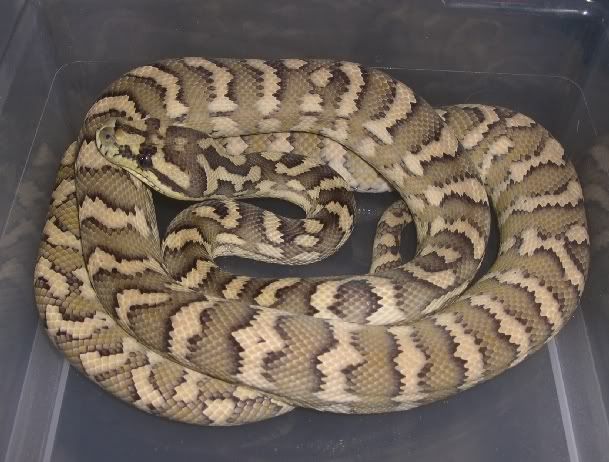 SPITFIRE REPTILES