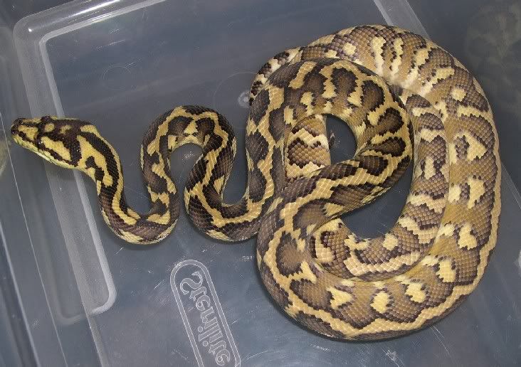 SPITFIRE REPTILES and HYBRID HAVEN