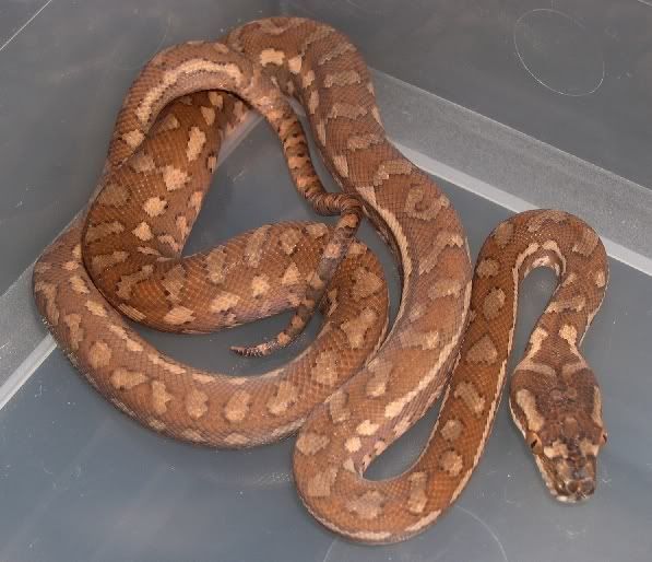 SPITFIRE REPTILES