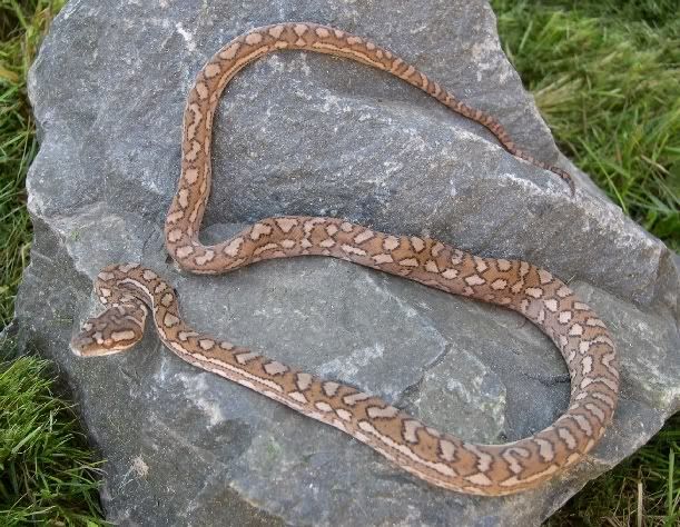SPITFIRE REPTILES
