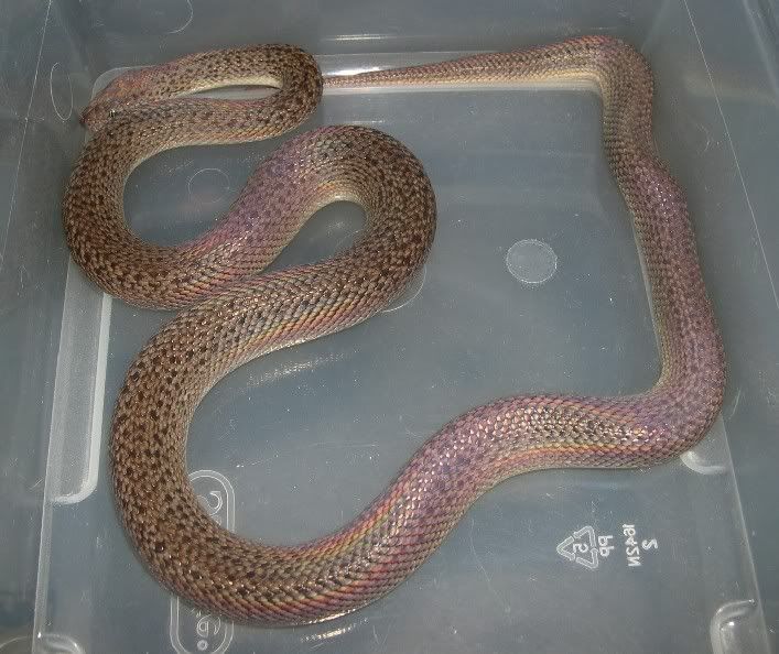 SPITFIRE REPTILES