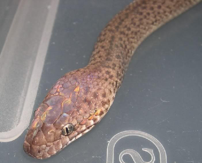 SPITFIRE REPTILES