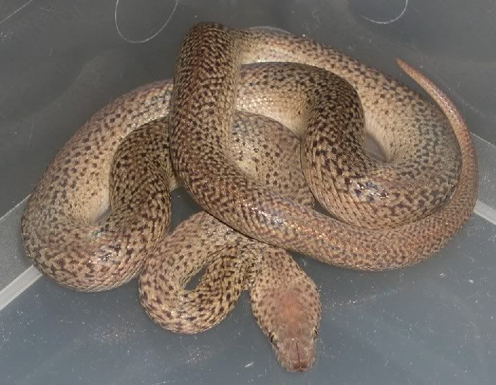 SPITFIRE REPTILES
