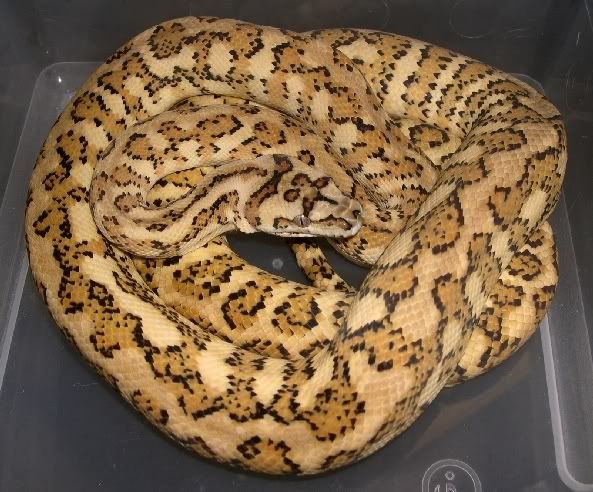 SPITFIRE REPTILES