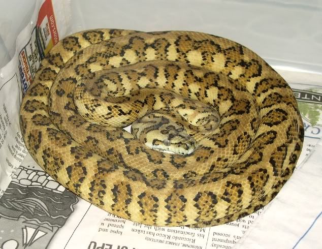 SPITFIRE REPTILES