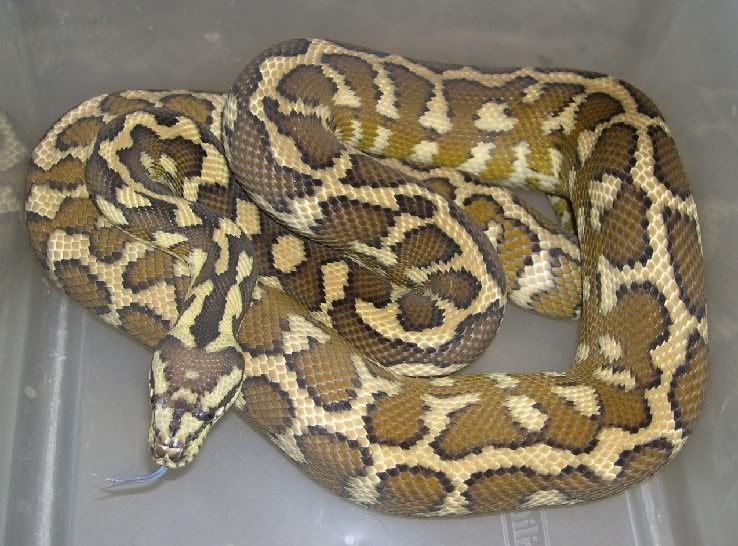 WWW.SPITFIRE REPTILES.COM