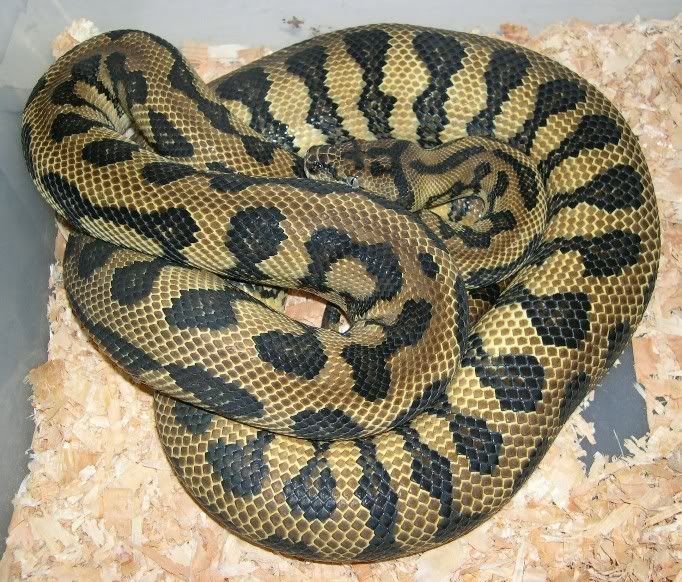 SPITFIRE REPTILES