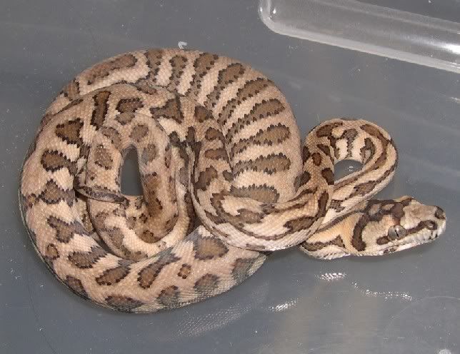 SPITFIRE REPTILES...Lots of Carpets and a whole lot more!
