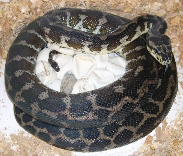 SPITFIRE REPTILES