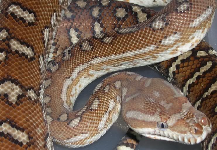 Spitfire Reptiles