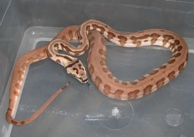 SPITFIRE REPTILES