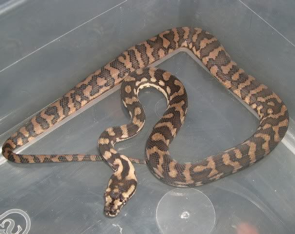 www.spitfirereptiles.com