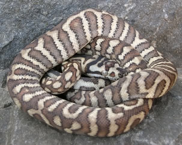 SPITFIRE REPTILES