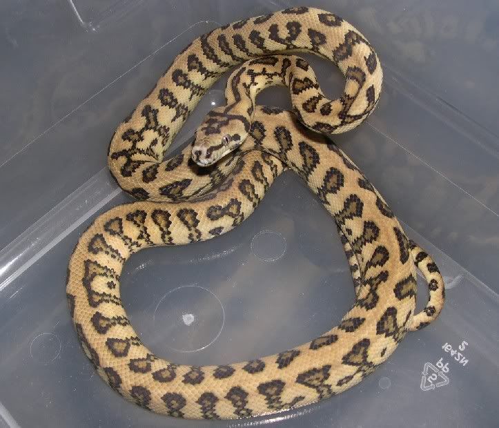 Spitfire Reptiles