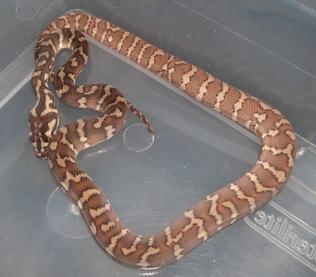 Spitfire Reptiles . com