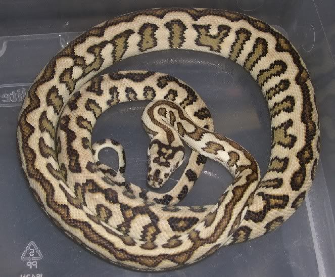 SPITFIRE REPTILES