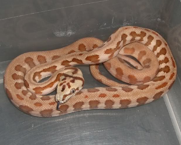 SPITFIRE REPTILES