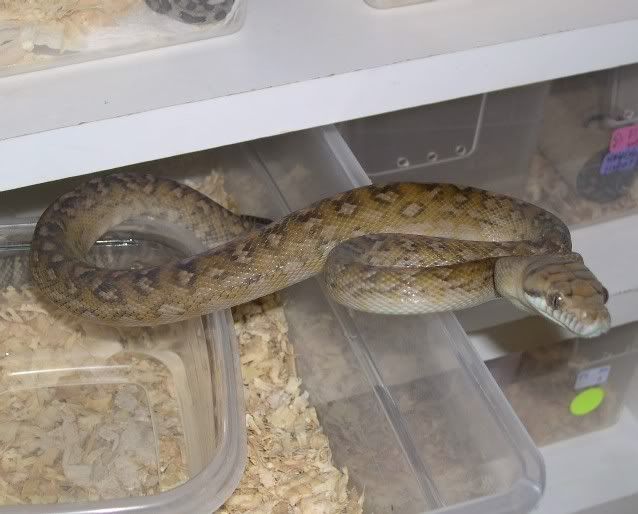 SPITFIRE REPTILES