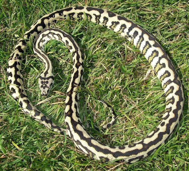 SPITFIRE REPTILES