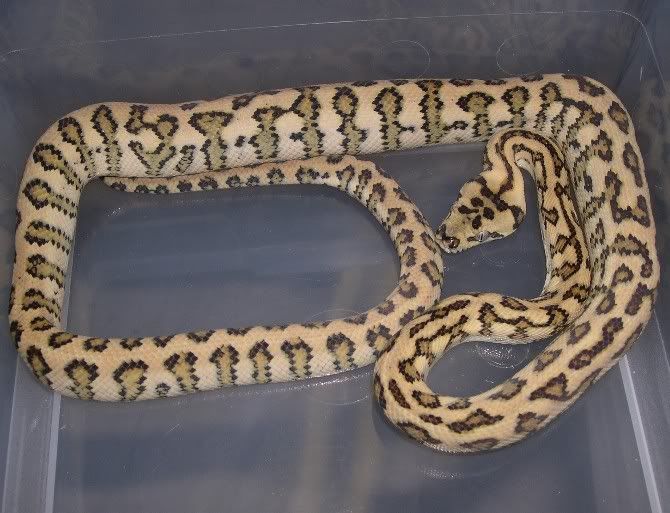 SPITFIRE REPTILES
