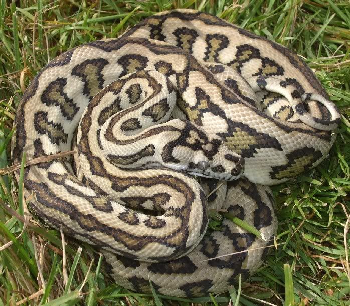 SPITFIRE REPTILES