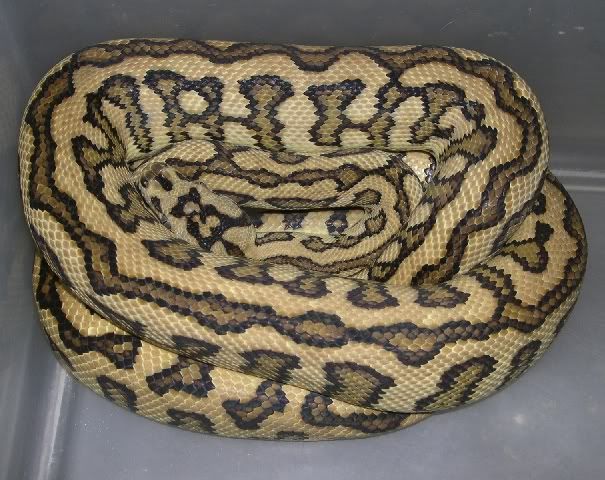 SPITFIRE REPTILES
